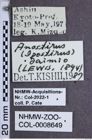 Etiketten zu Anostirus daimio (NHMW-ZOO-COL-0008649)